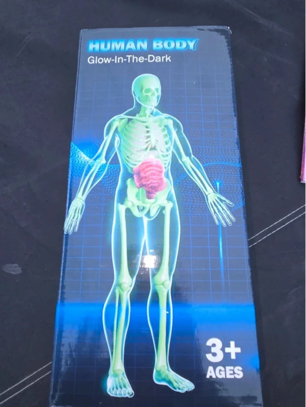 Human biology body glow in the dark